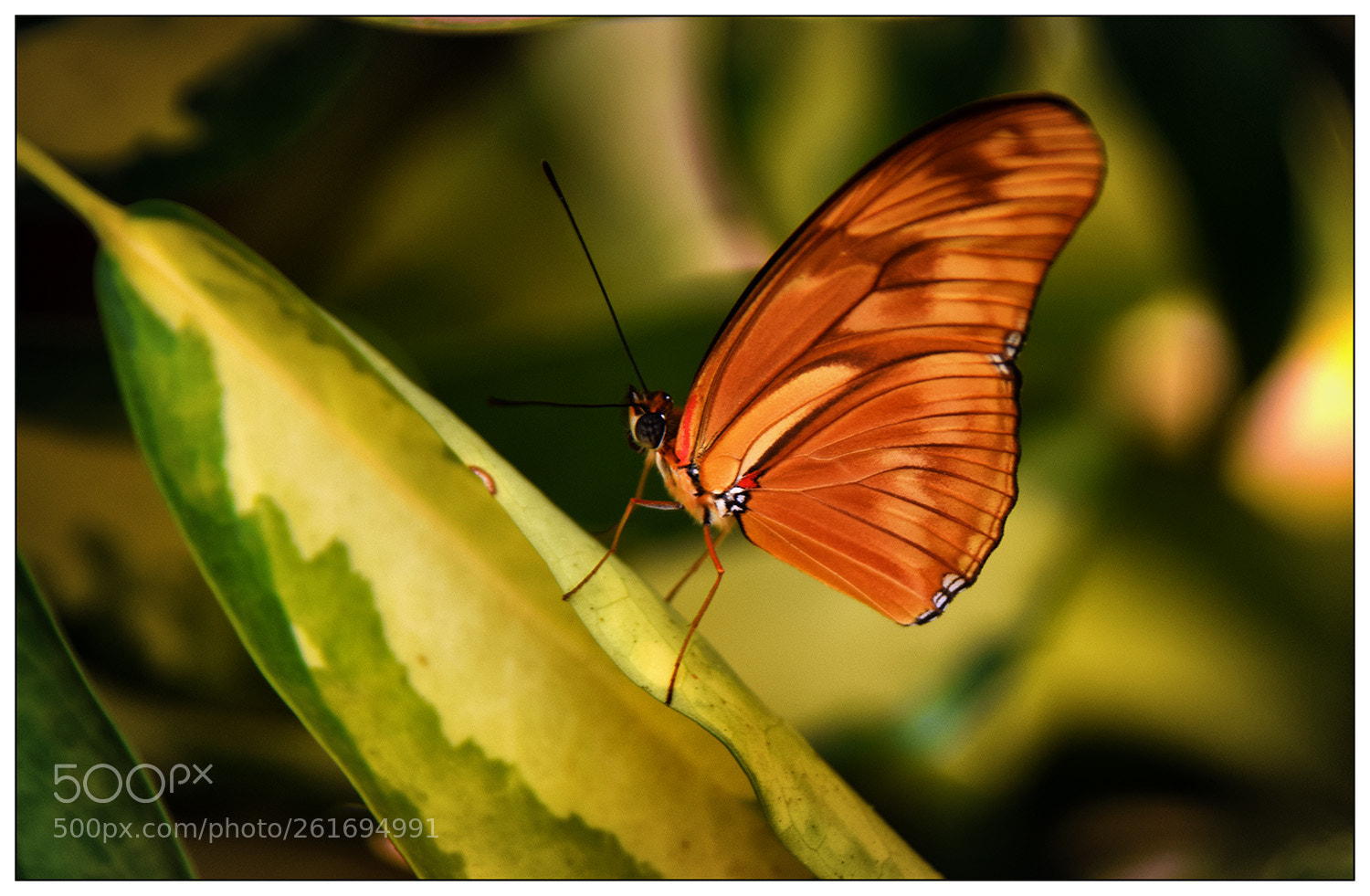 Nikon D5300 sample photo. Butterfly photography