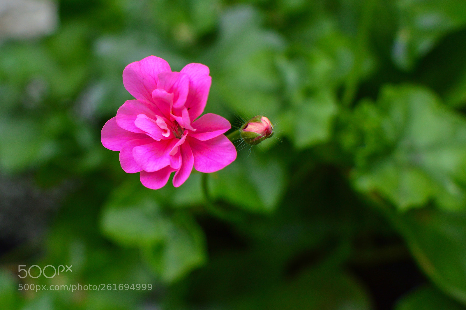 Nikon D3200 sample photo. Bokeh flowers photography
