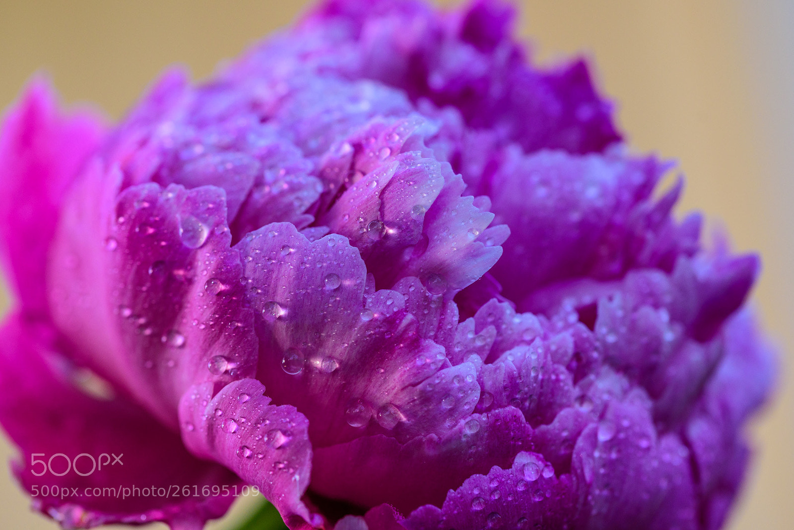 Nikon D750 sample photo. Peony photography
