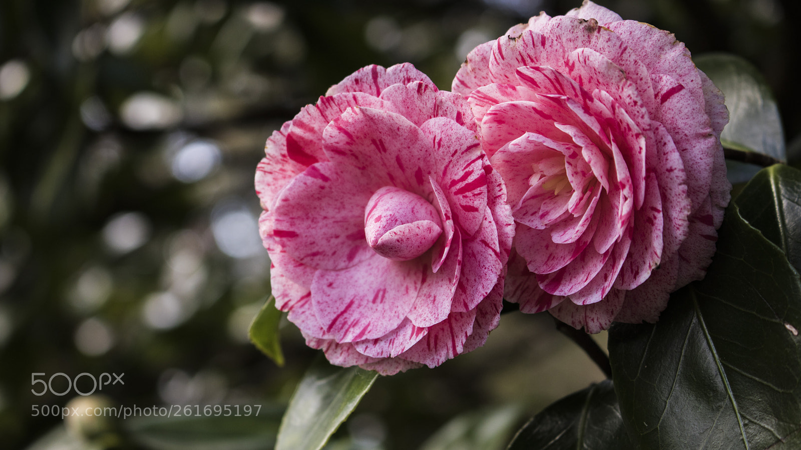 Canon EOS 750D (EOS Rebel T6i / EOS Kiss X8i) sample photo. Beautiful roses photography