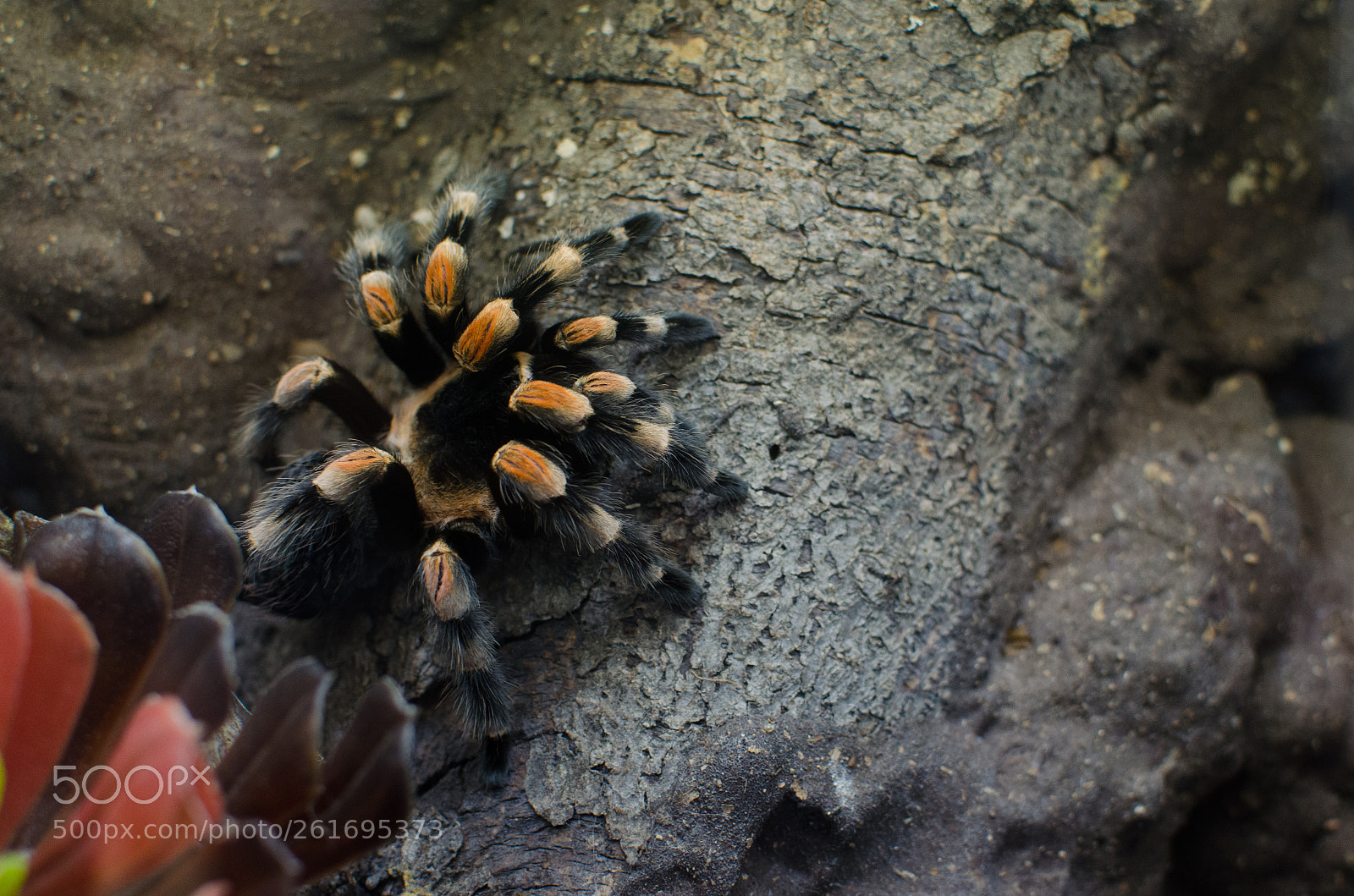 Nikon D5100 sample photo. Tarantula photography