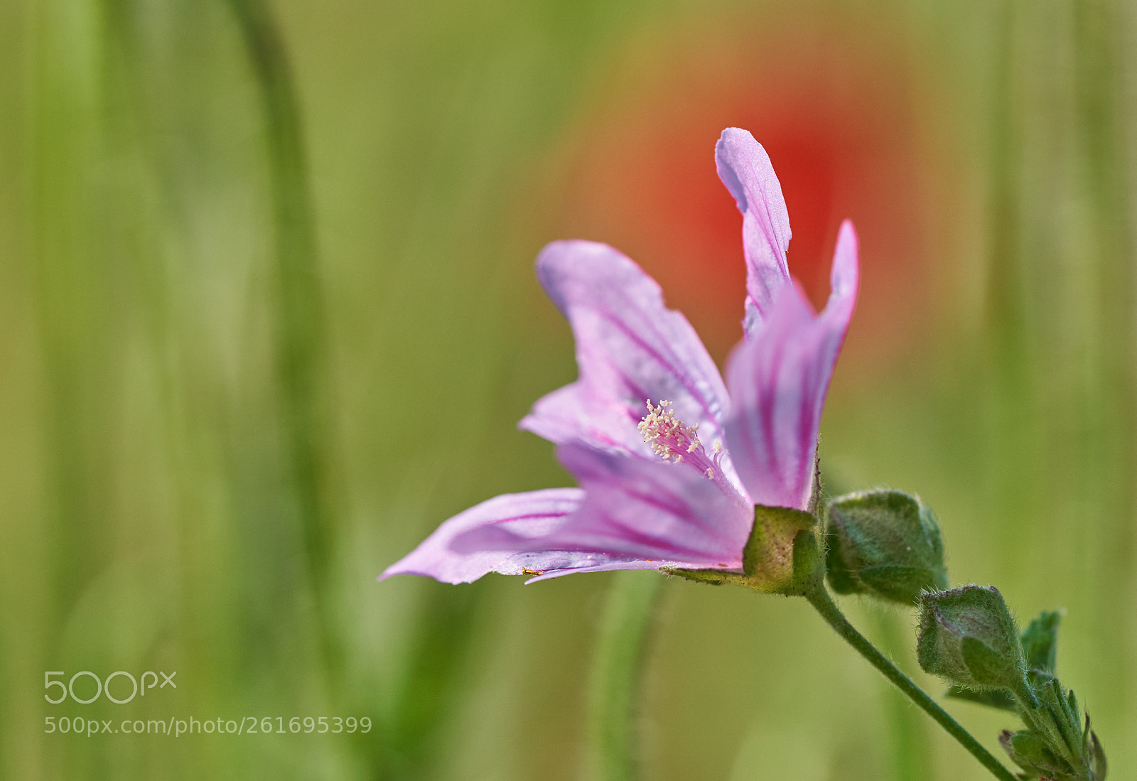 Sony a7 III sample photo. Flower on the flower photography