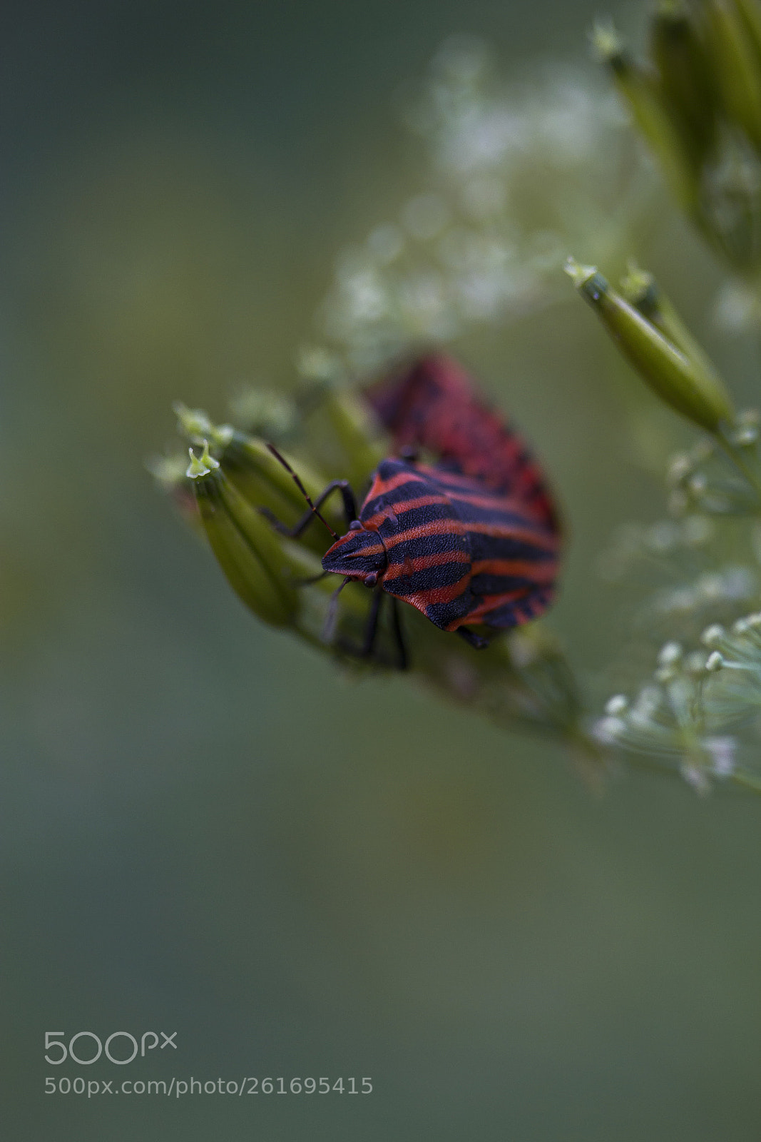 Canon EOS 60D sample photo. Streifenwanzen (graphosoma lineatum) photography