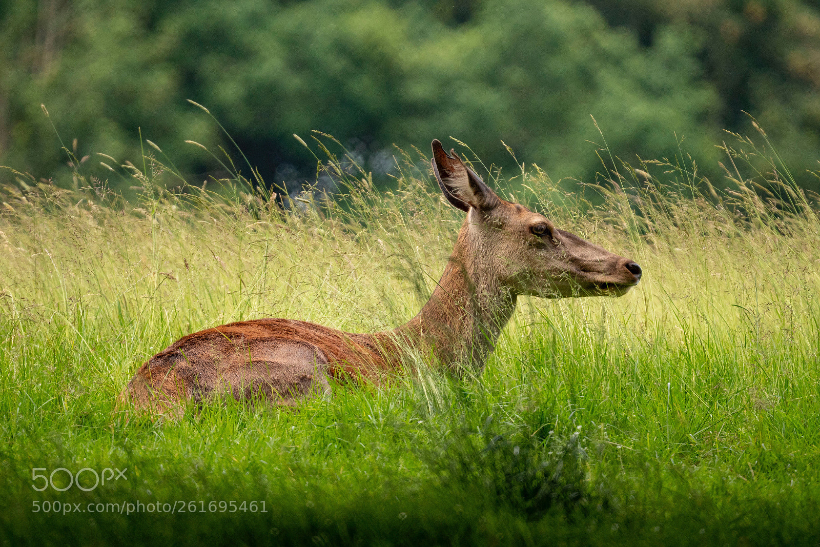 Sony a7R III sample photo. Deer in the woods photography
