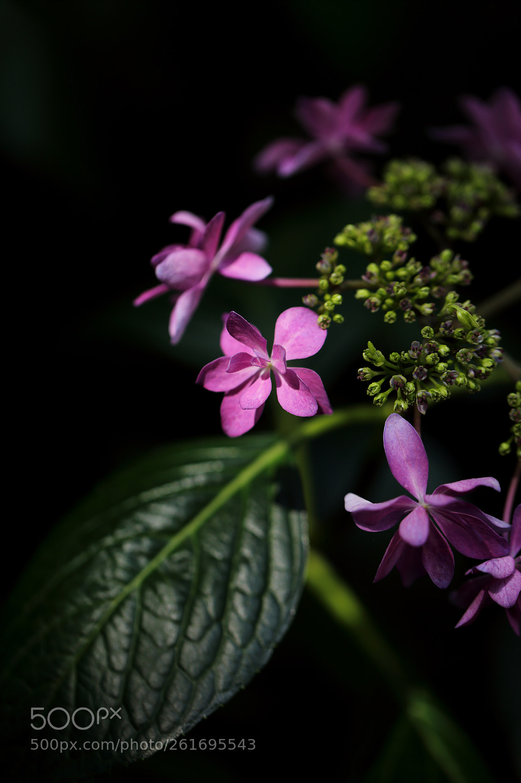 Canon EOS 6D sample photo. Hydrangeas photography