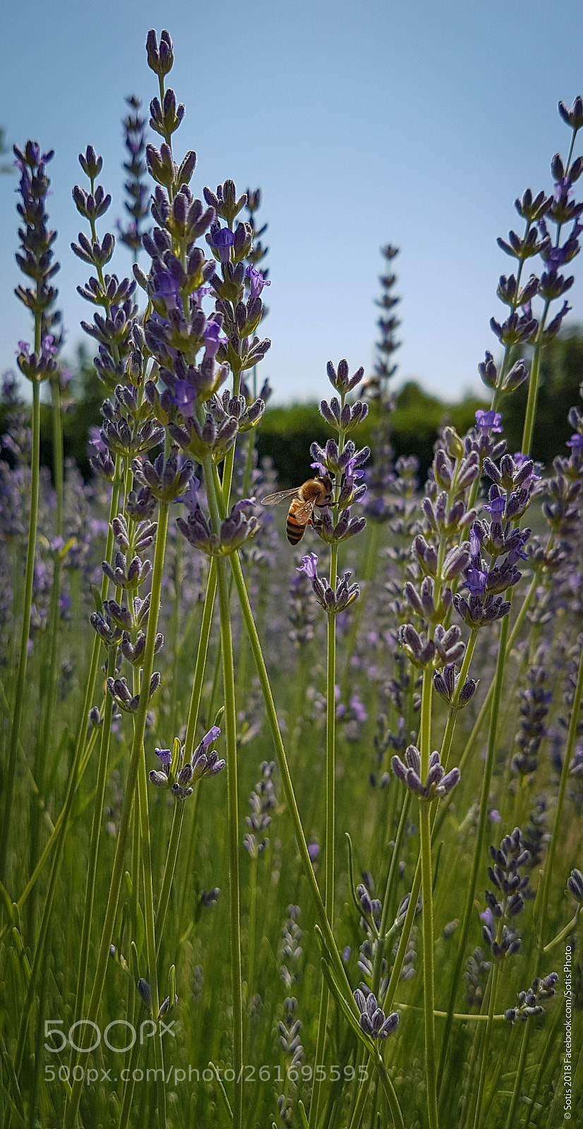 Samsung Galaxy S7 Edge sample photo. Lavender bee photography