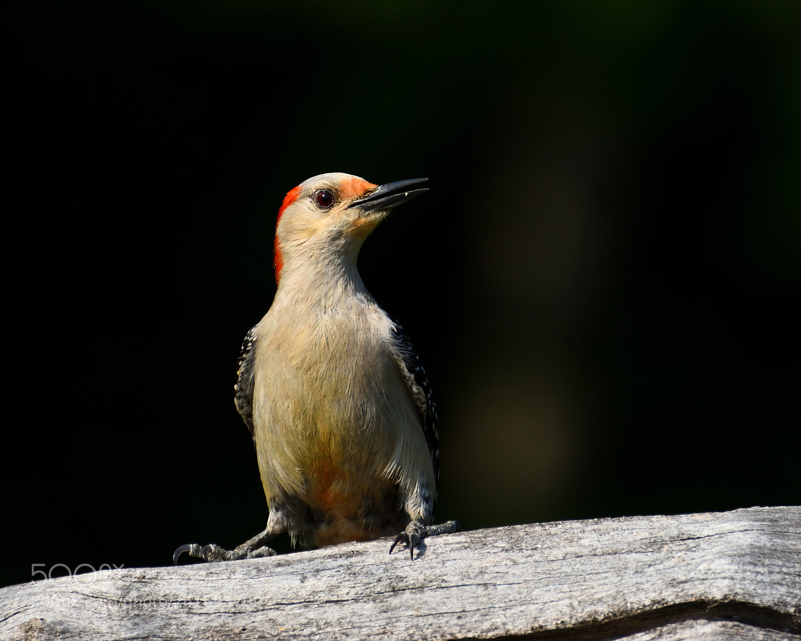 Nikon D7200 sample photo. Red-bellied woodpecker photography