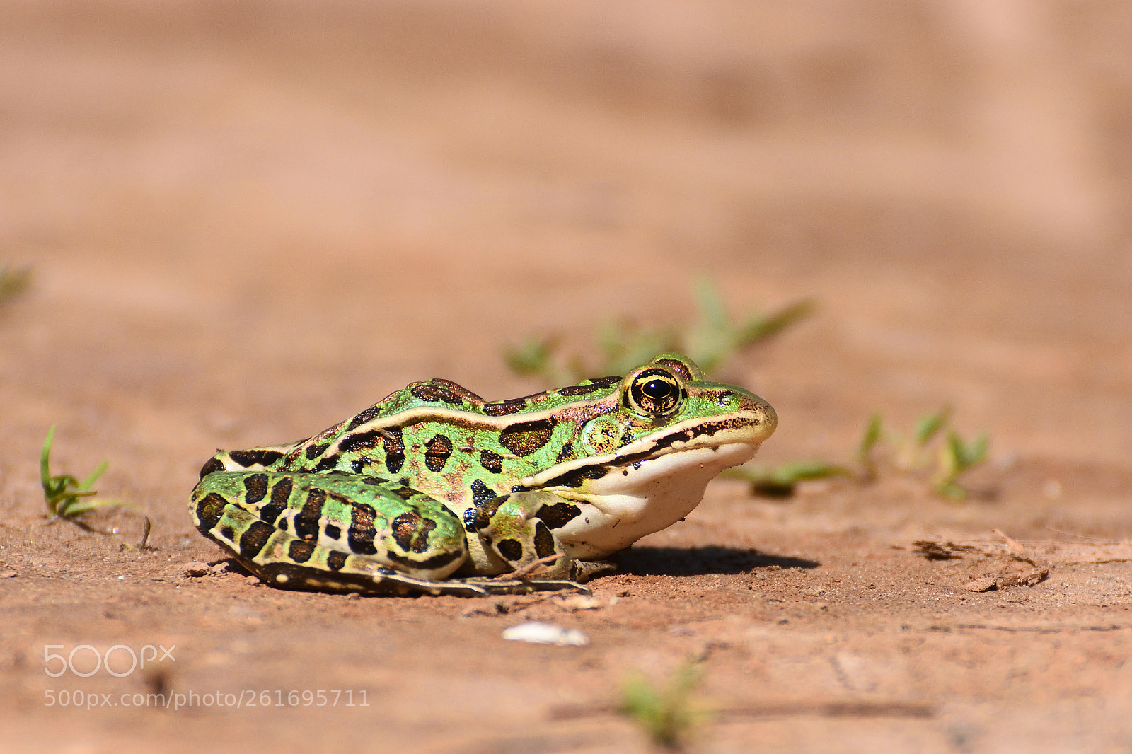 Nikon D7200 sample photo. Leapord frog photography