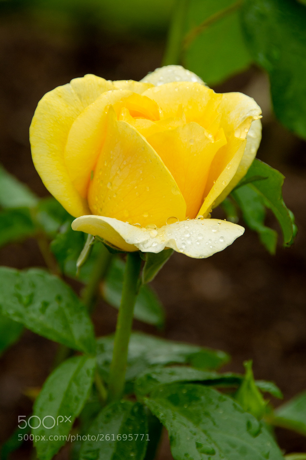 Nikon D7100 sample photo. Rosa happy go lucky photography