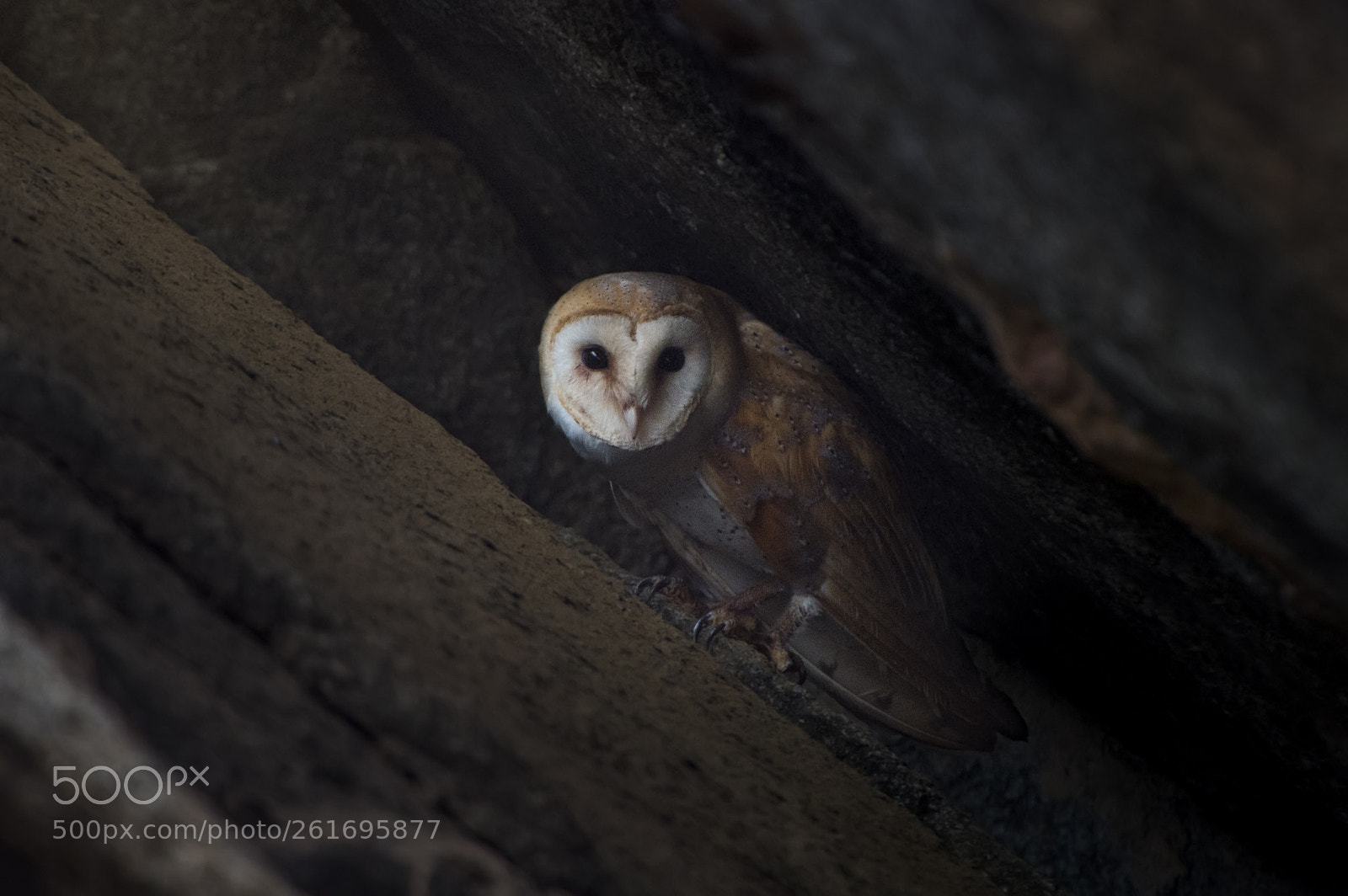 Nikon D4S sample photo. Parn owl photography