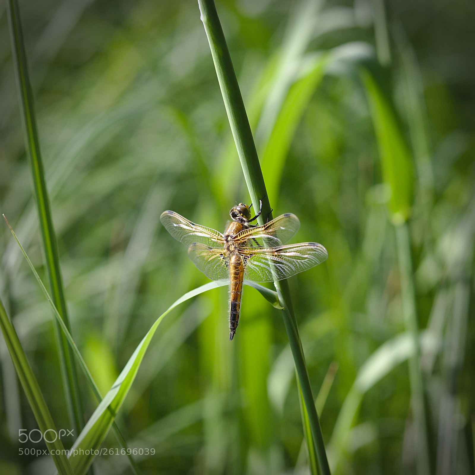 Canon EF 85mm F1.8 USM sample photo. Libellule photography