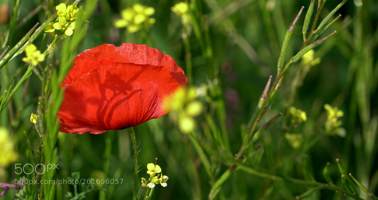 Sony FE 24-240mm F3.5-6.3 OSS sample photo. Era solo e mi photography