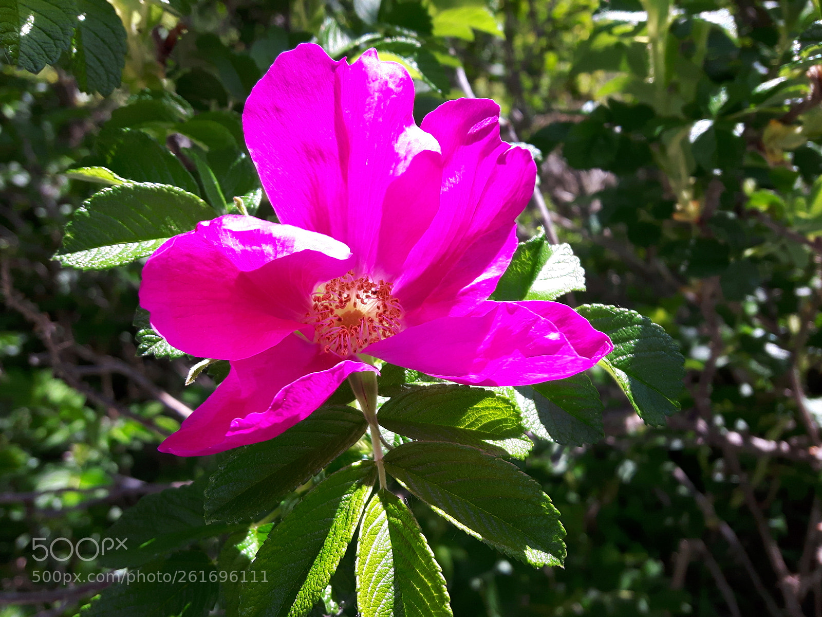 Samsung Galaxy S5 Neo sample photo. Untitled photography