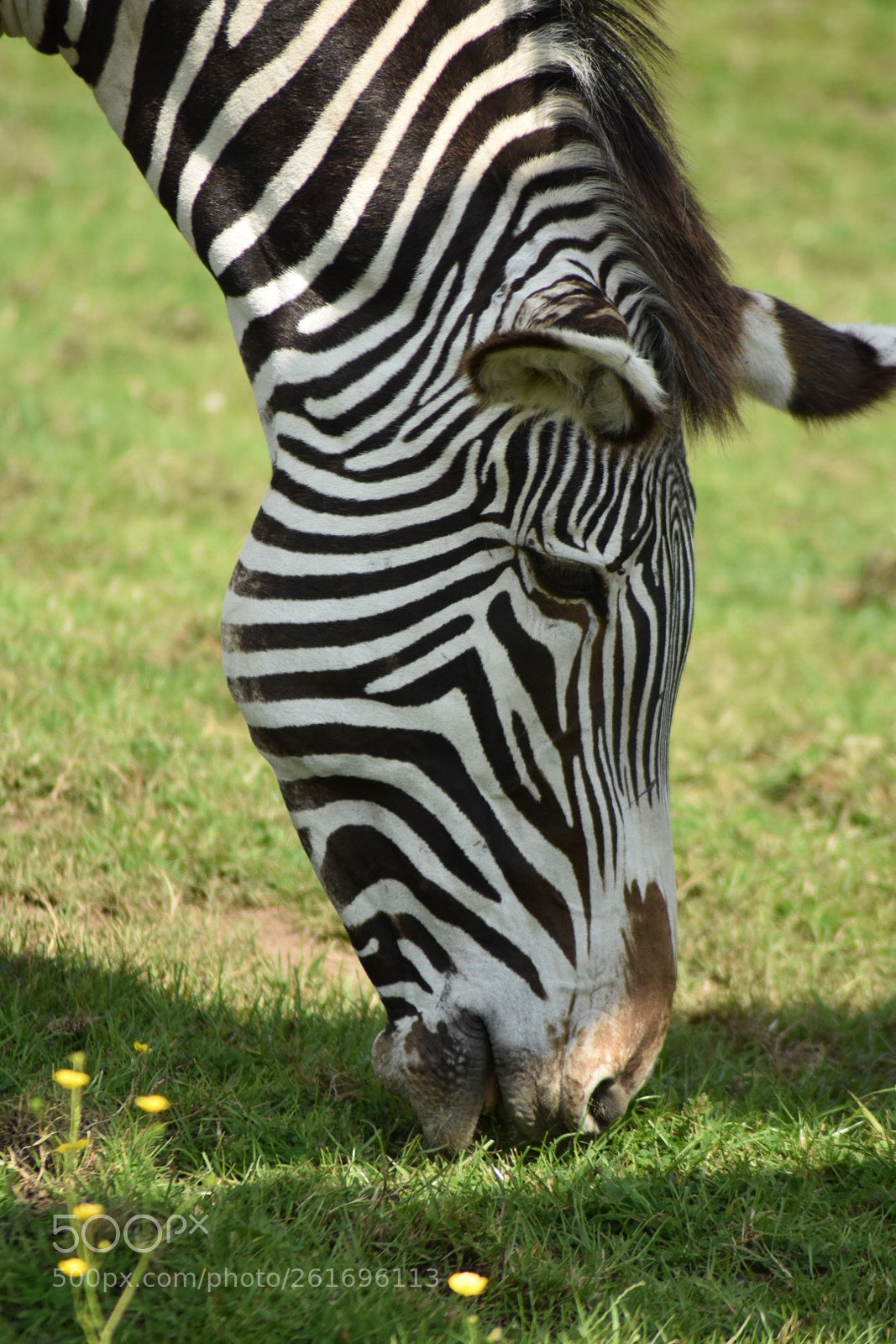 Nikon D5500 sample photo. Stripes  photography