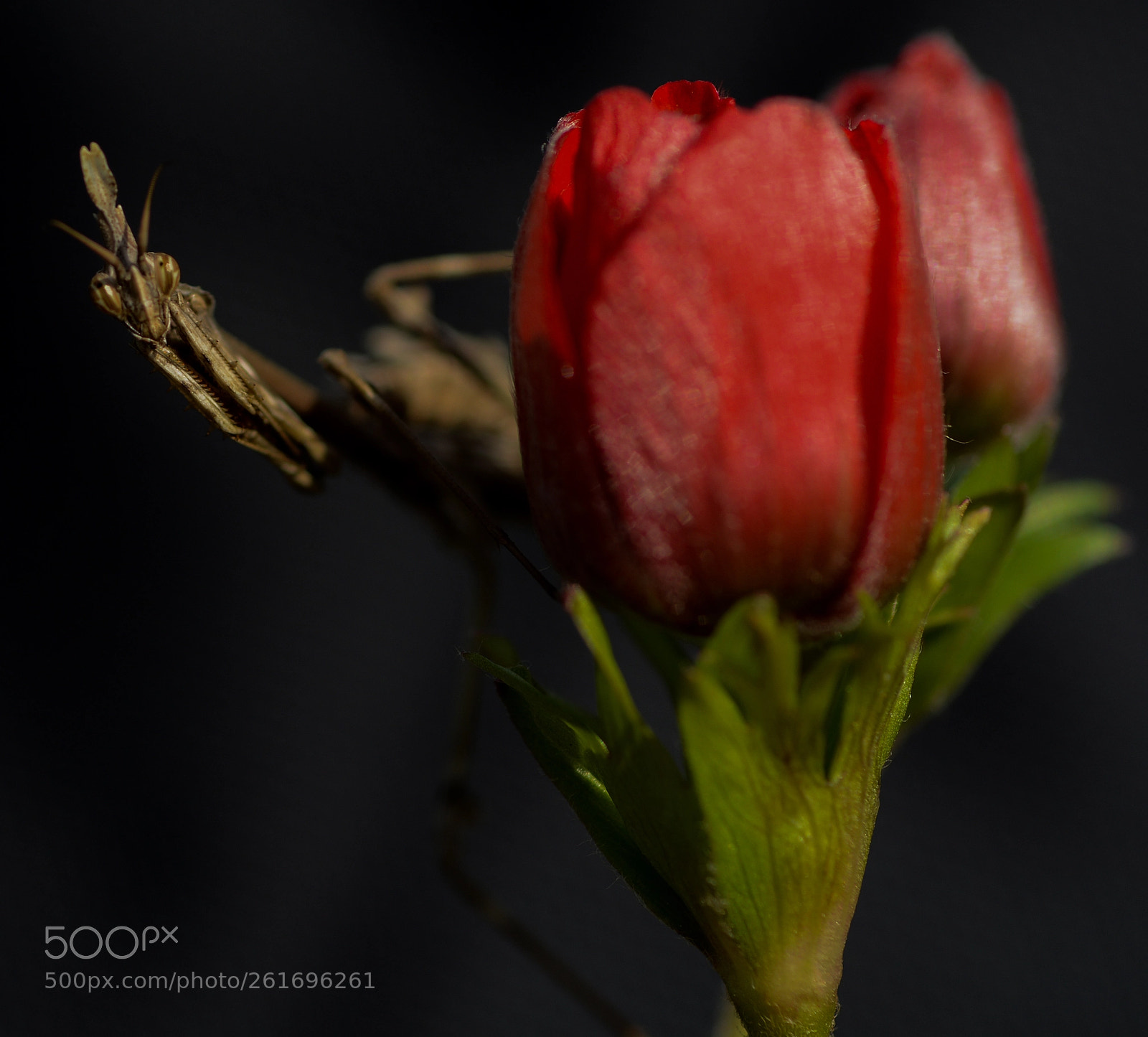 Nikon D7100 sample photo. Mantis on the anemone photography