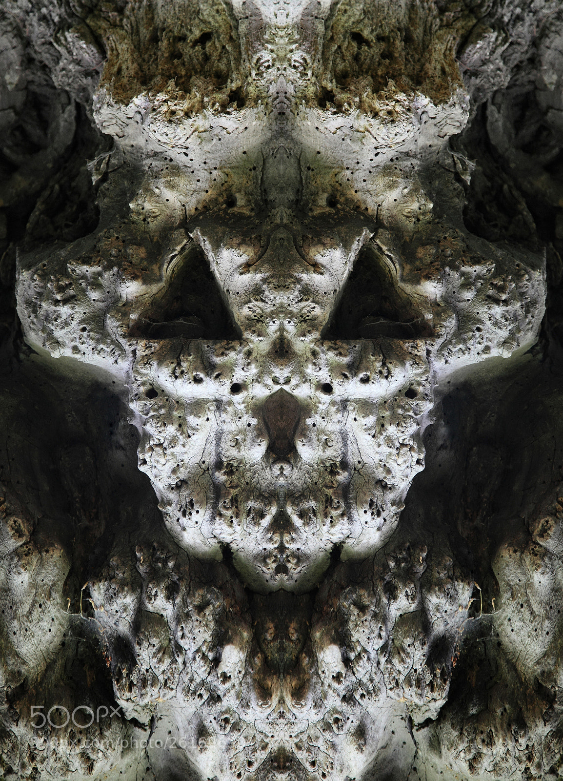 Canon EOS 5D Mark II sample photo. Mirror portrait ghost tree photography