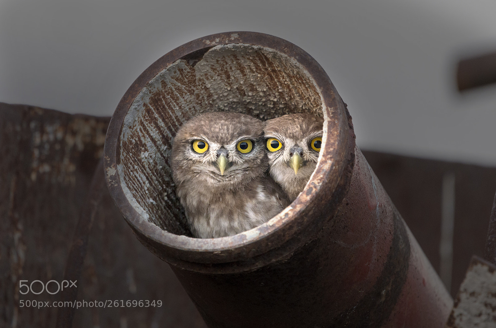 Nikon D800 sample photo. Twins photography
