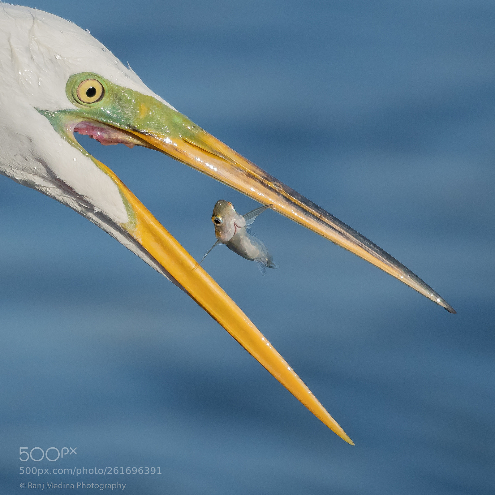 Nikon D500 sample photo. Great egret photography