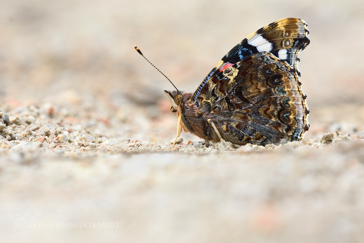 Sigma 150mm F2.8 EX DG OS Macro HSM sample photo. Vanessa atalanta photography