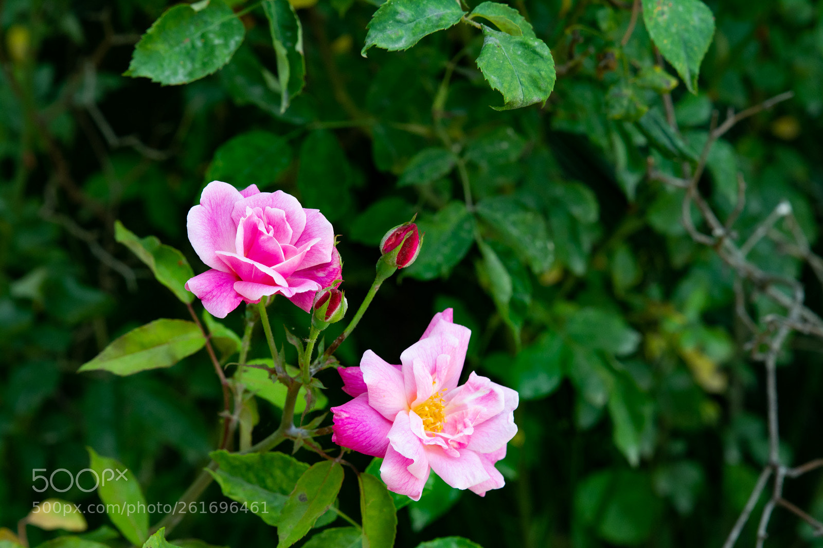 Nikon D7100 sample photo. Two roses photography
