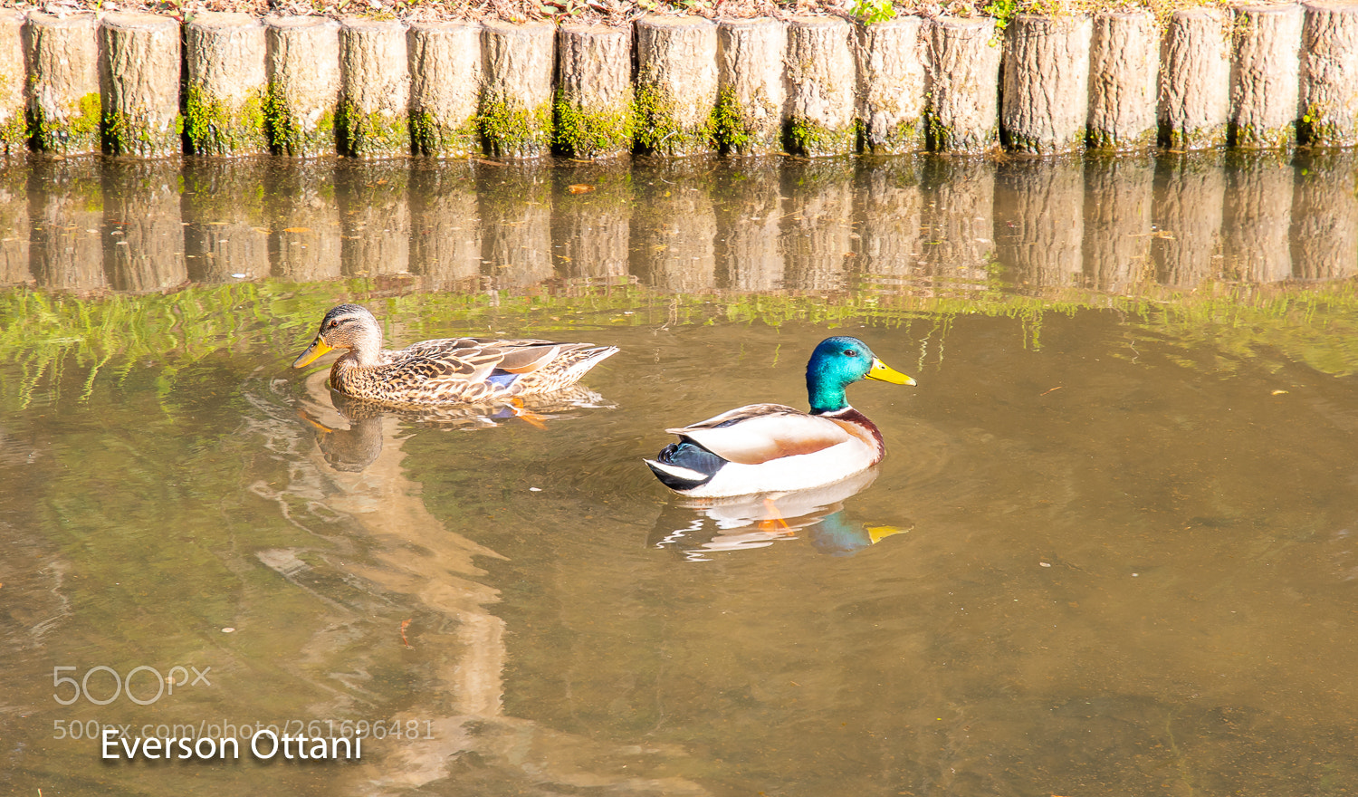 Nikon D500 sample photo. Duck photography