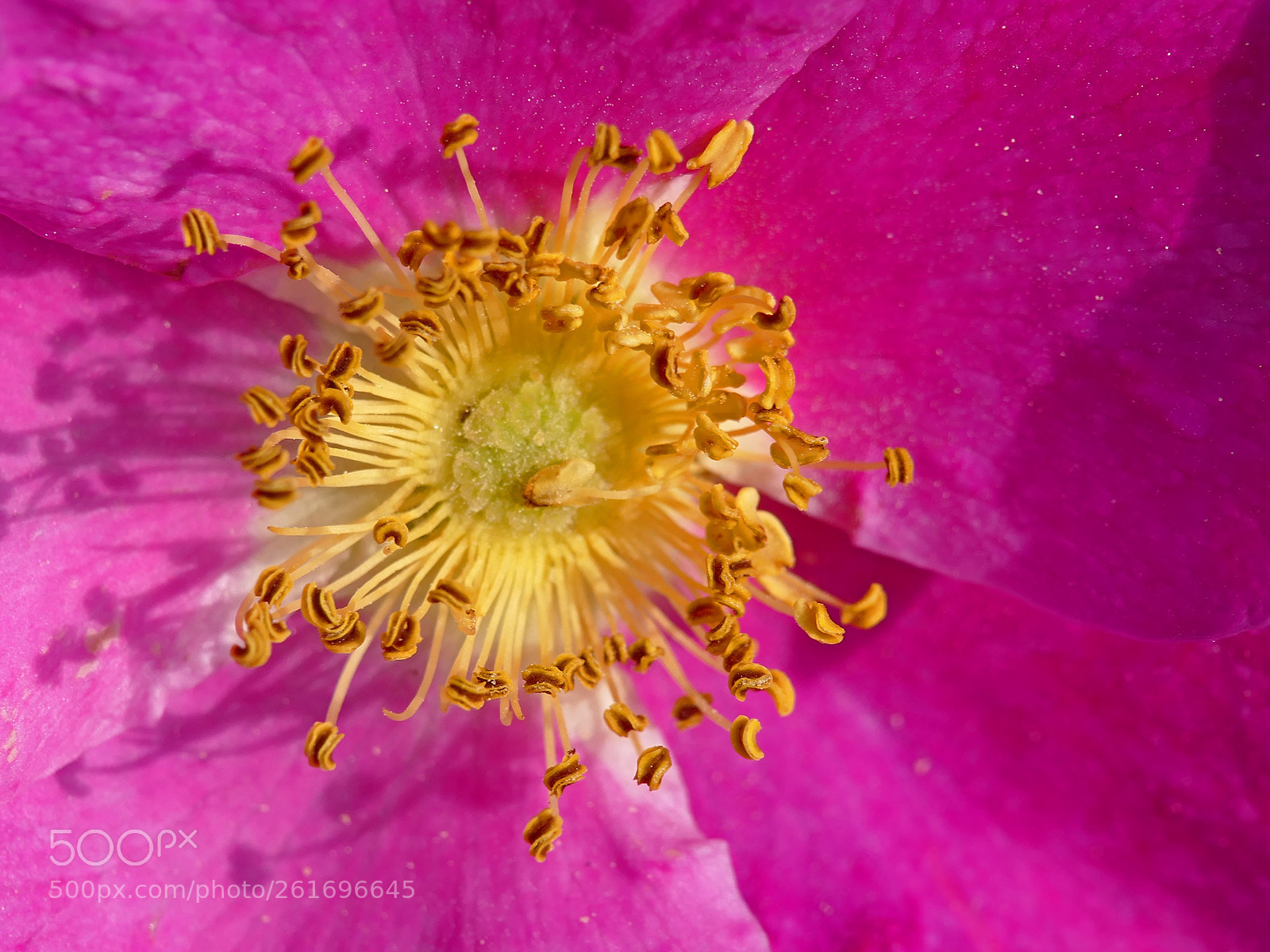 Panasonic Lumix DMC-FZ1000 sample photo. Wild rose photography
