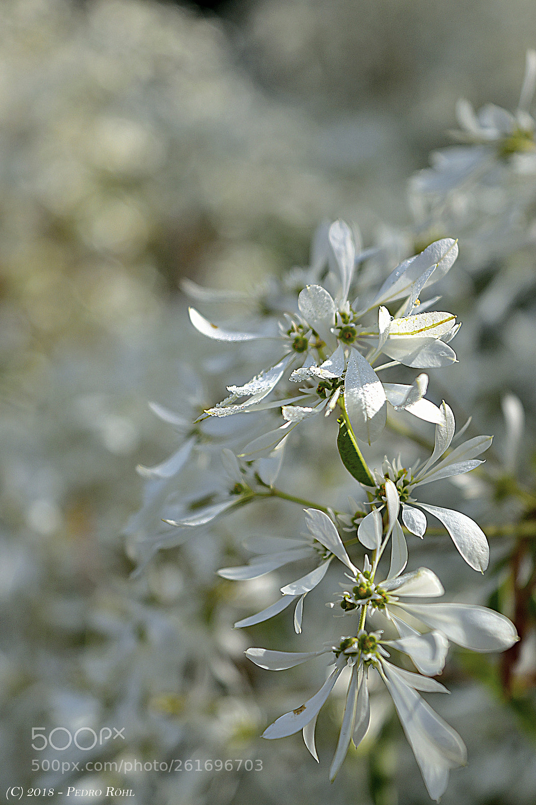 Nikon D3300 sample photo. Blossom photography