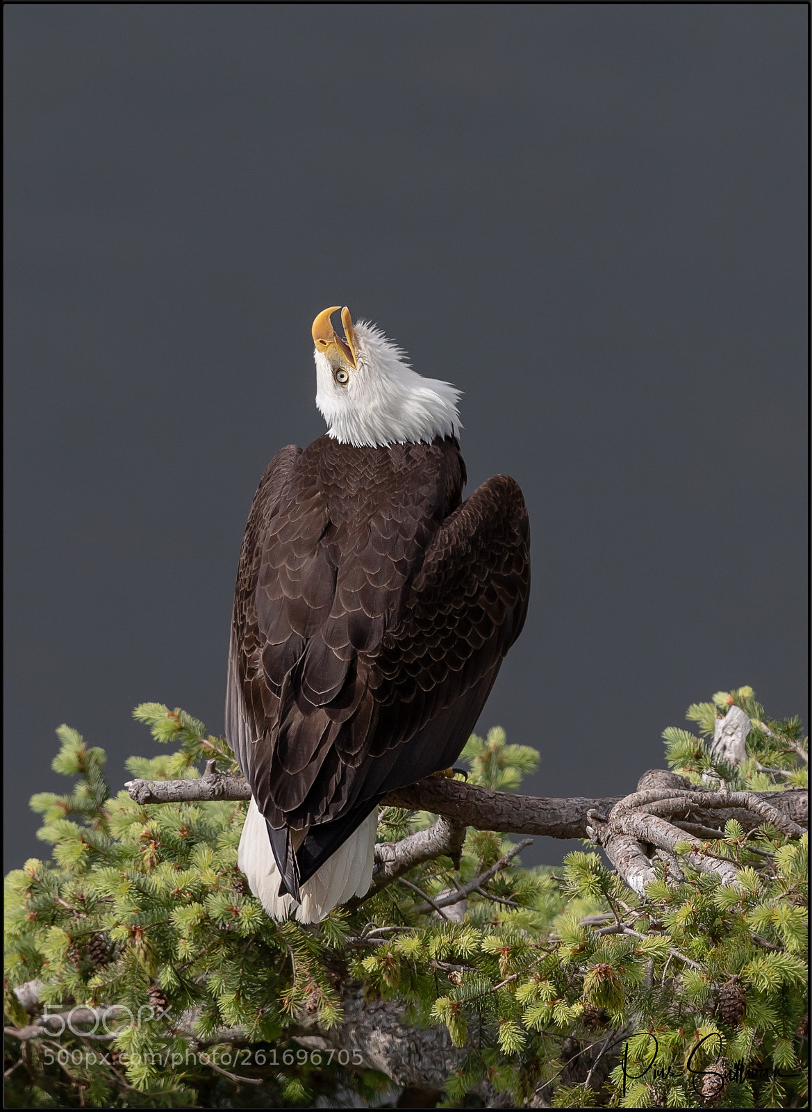 Canon EOS-1D X Mark II sample photo. Looking skywards photography