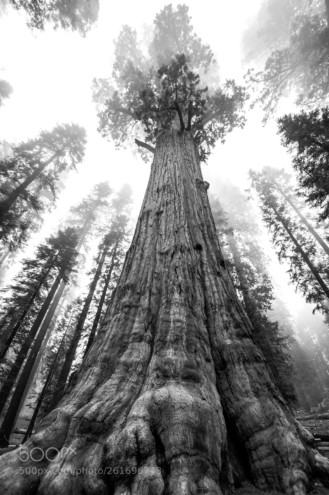 Nikon D3300 sample photo. General sherman - nature's photography