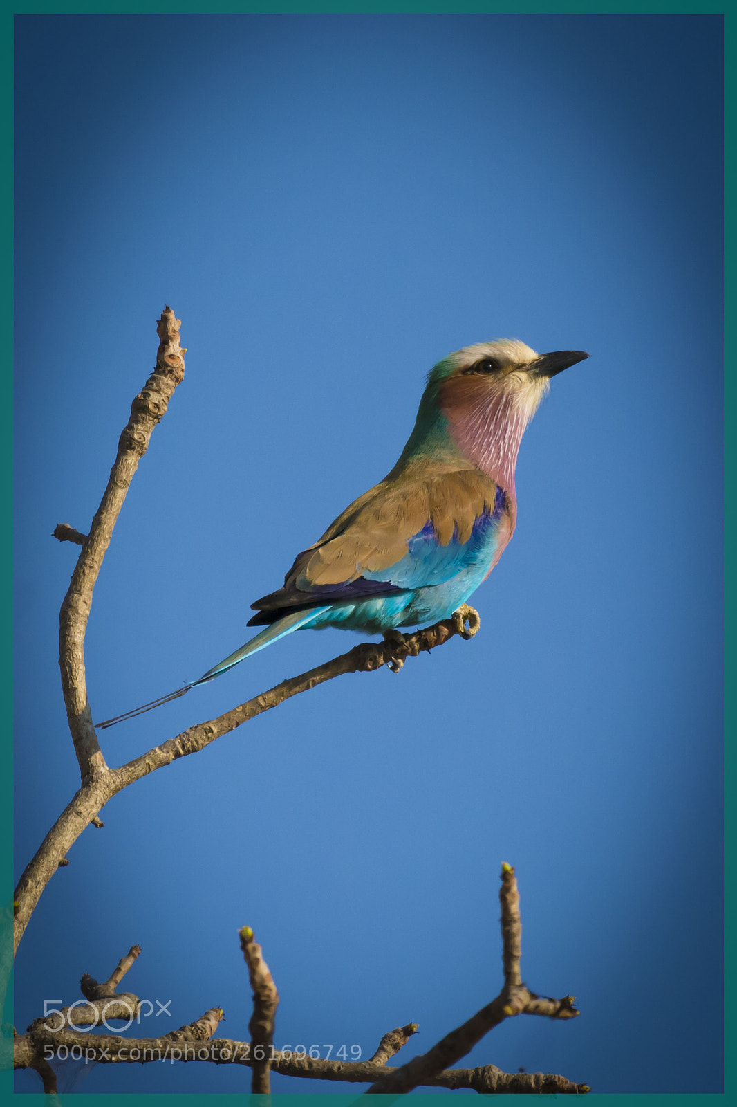 Nikon D7100 sample photo. Lilac breasted roller photography