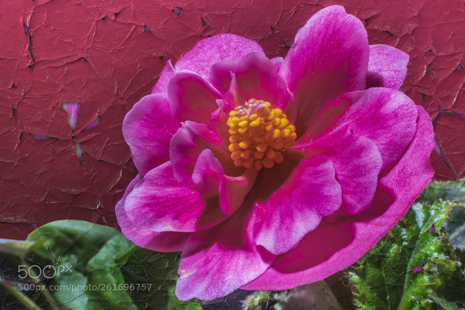 Sony a6300 sample photo. Begonia (Şeker lale).... photography