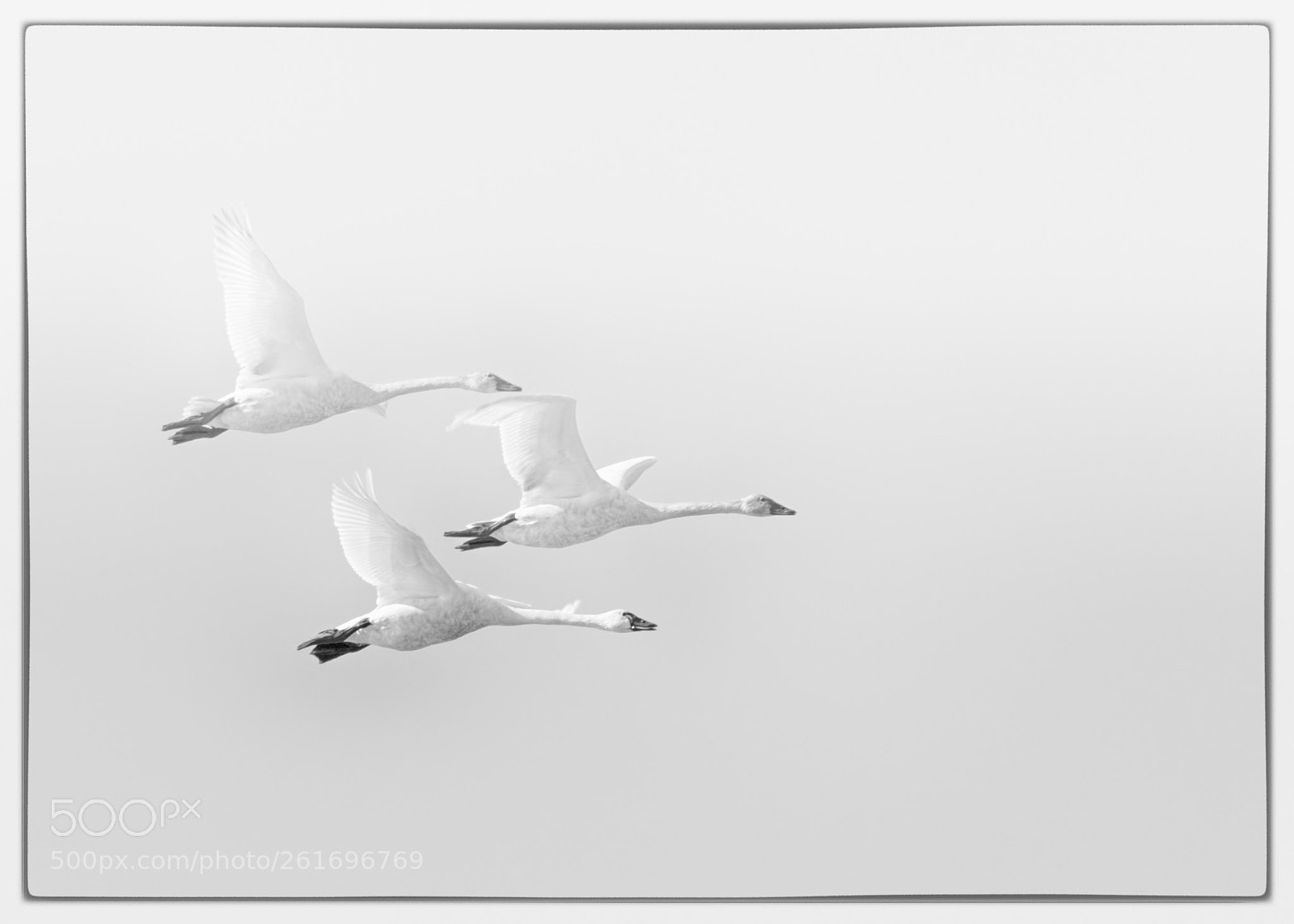 Nikon D7100 sample photo. Tundra swans photography