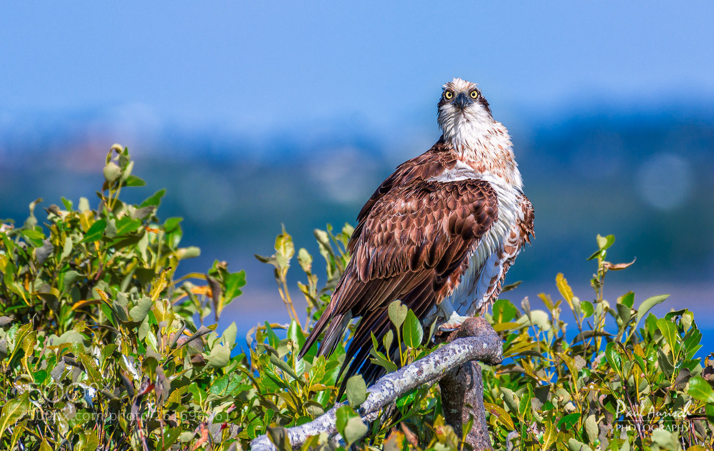 Nikon D500 sample photo. Osprey photography
