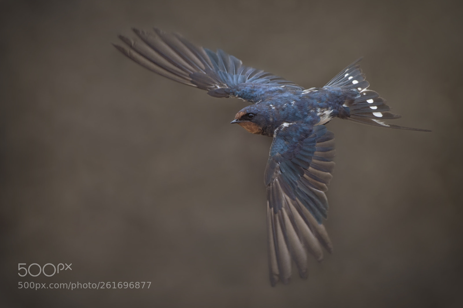 Nikon D4S sample photo. Barn swallow photography