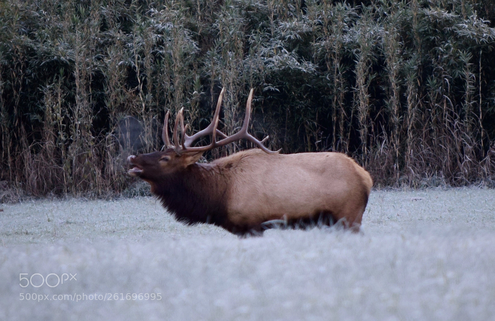 Nikon D5300 sample photo. Elk in first frost photography