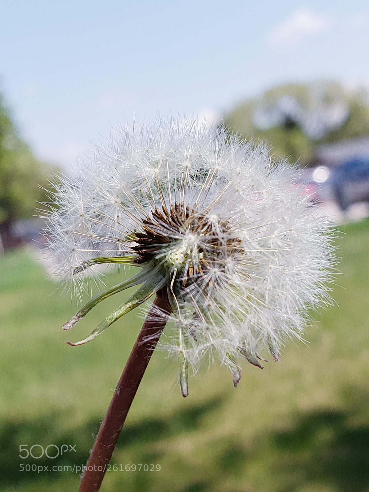 Samsung Galaxy S9+ sample photo. Dandelion time flies, so photography