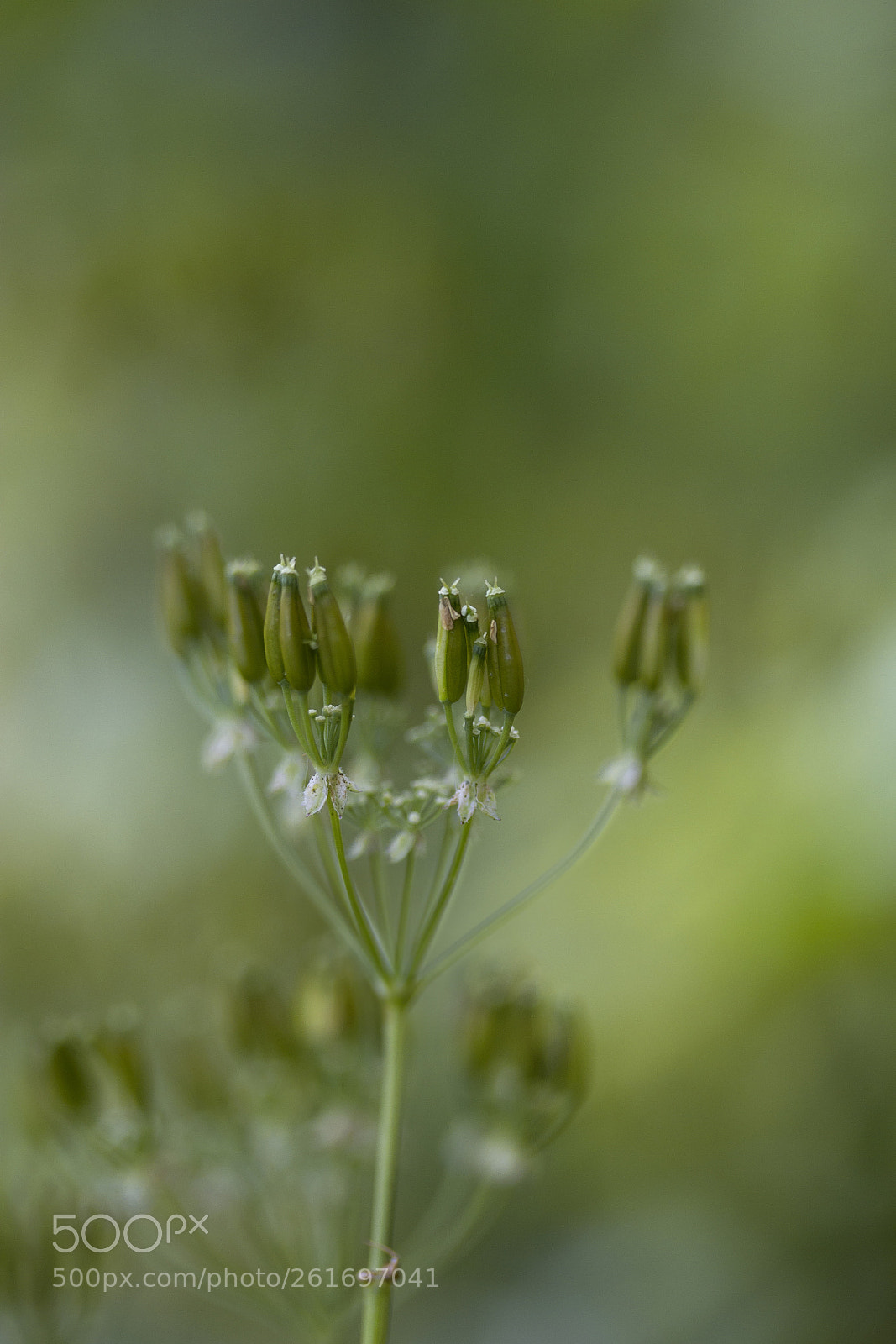 Canon EOS 60D sample photo. Wiesen-kerbel (anthriscus sylvestris) photography