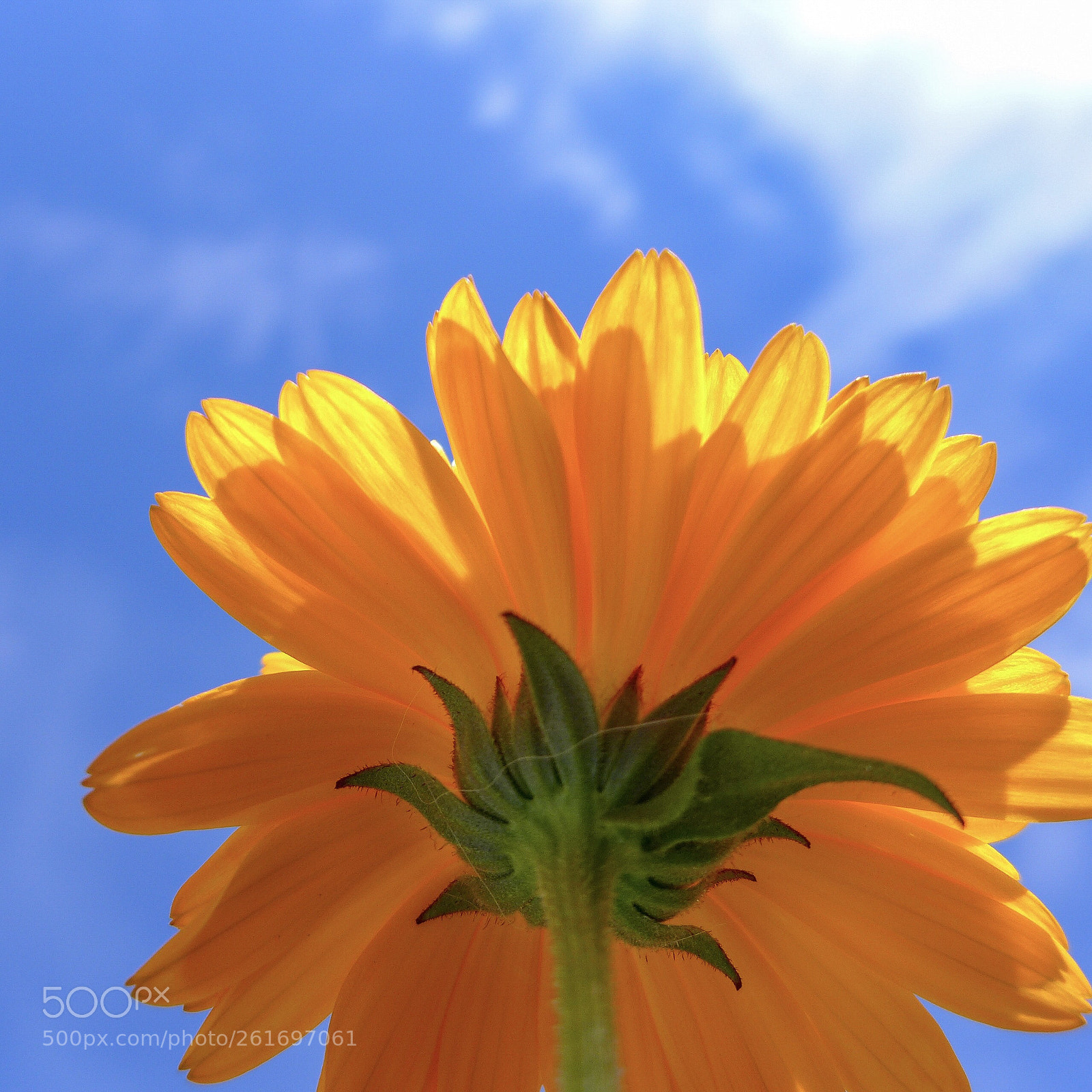 Panasonic Lumix DMC-LX7 sample photo. Marigold  photography