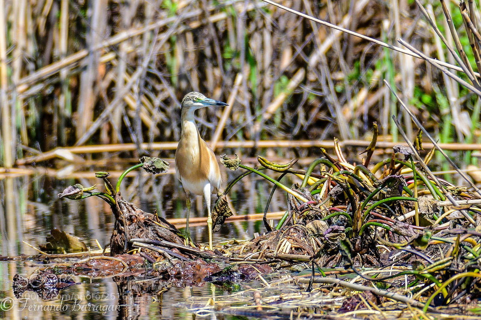 Nikon D500 sample photo. Garza cangrejera (de ) photography