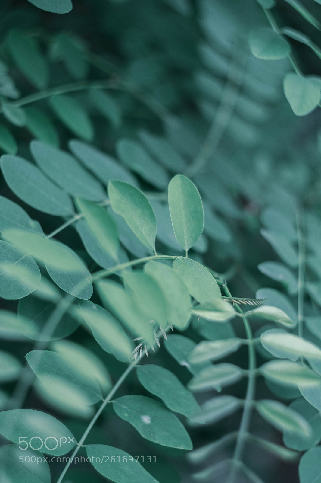 Fujifilm X-T1 sample photo. Green curve photography