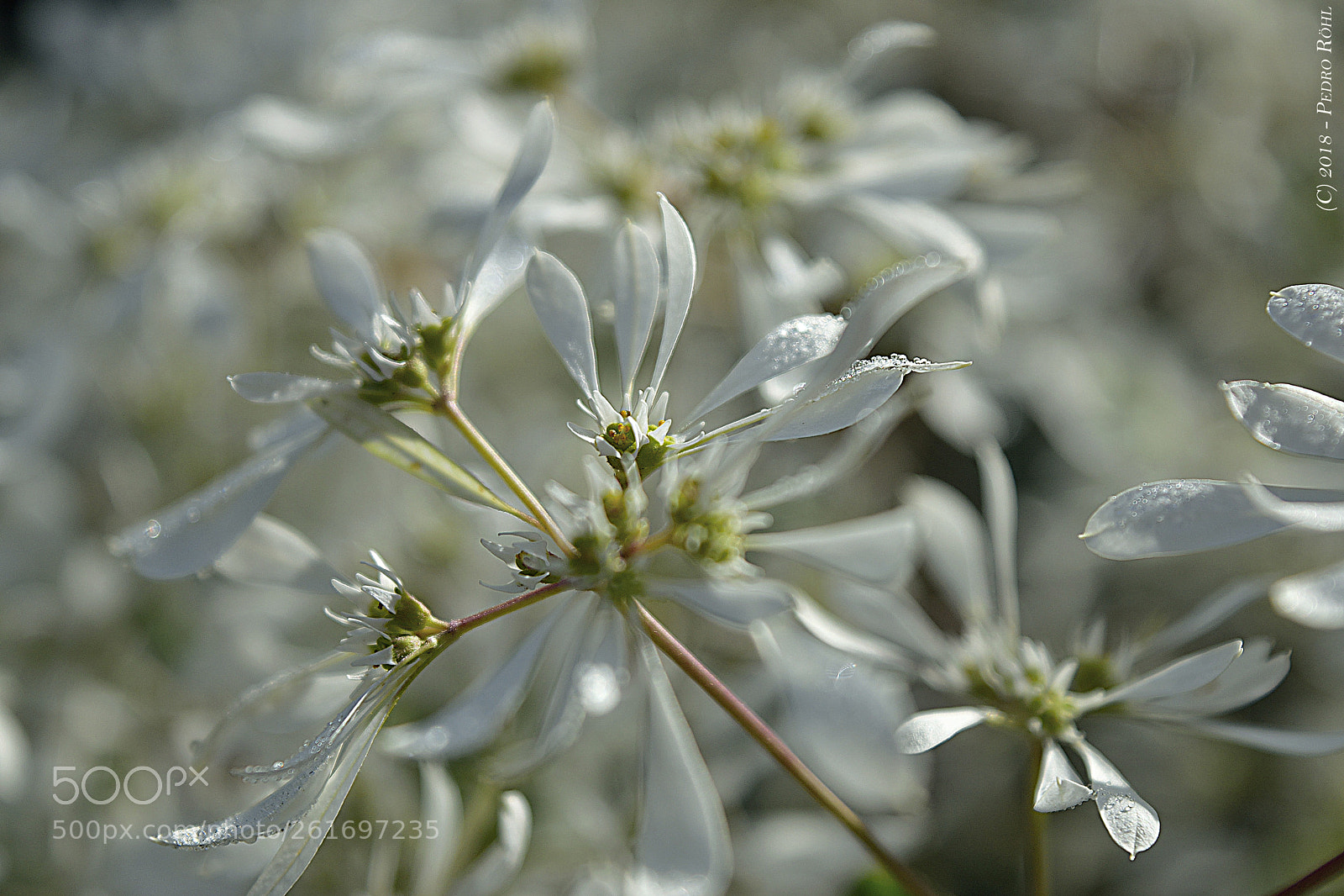 Nikon D3300 sample photo. Delicate photography