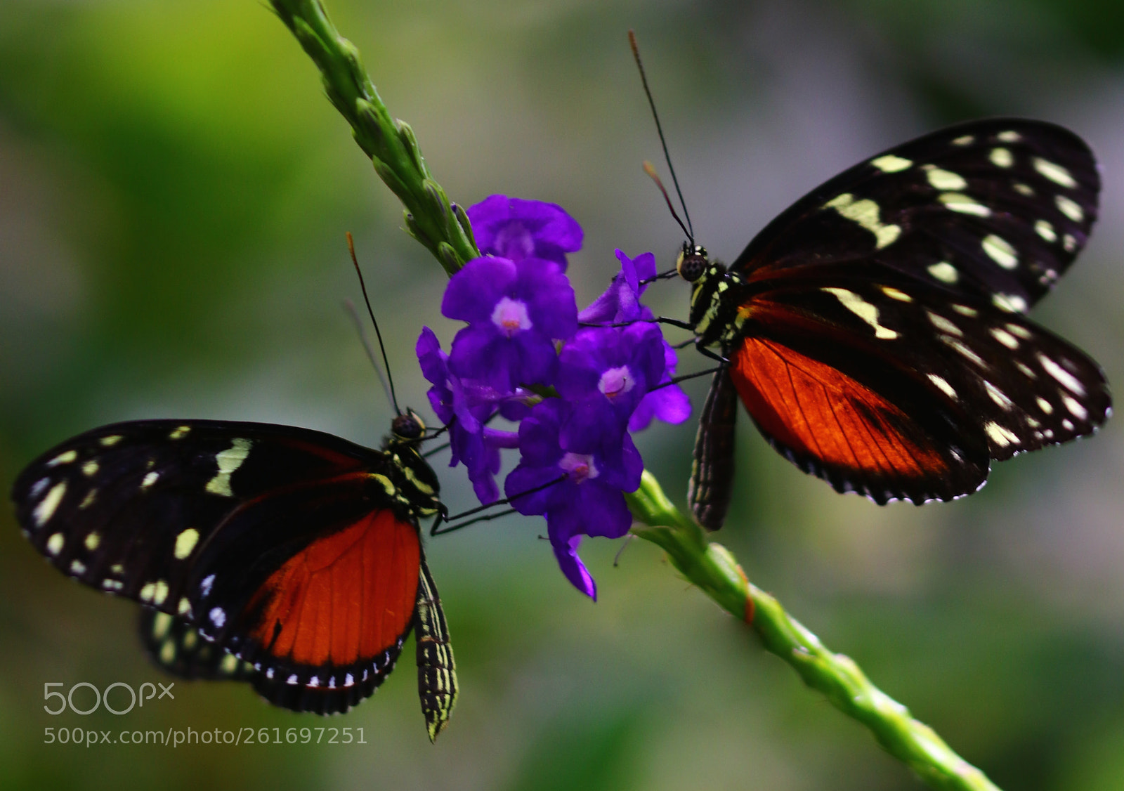 Canon EOS 80D sample photo. Pair of butterflies in photography