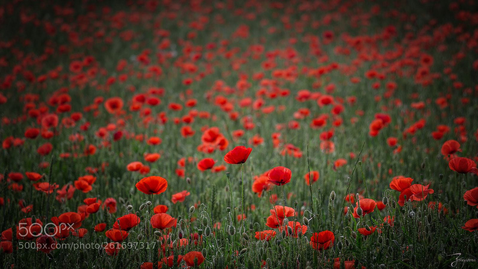 Canon EOS 600D (Rebel EOS T3i / EOS Kiss X5) sample photo. Field of poppies. photography