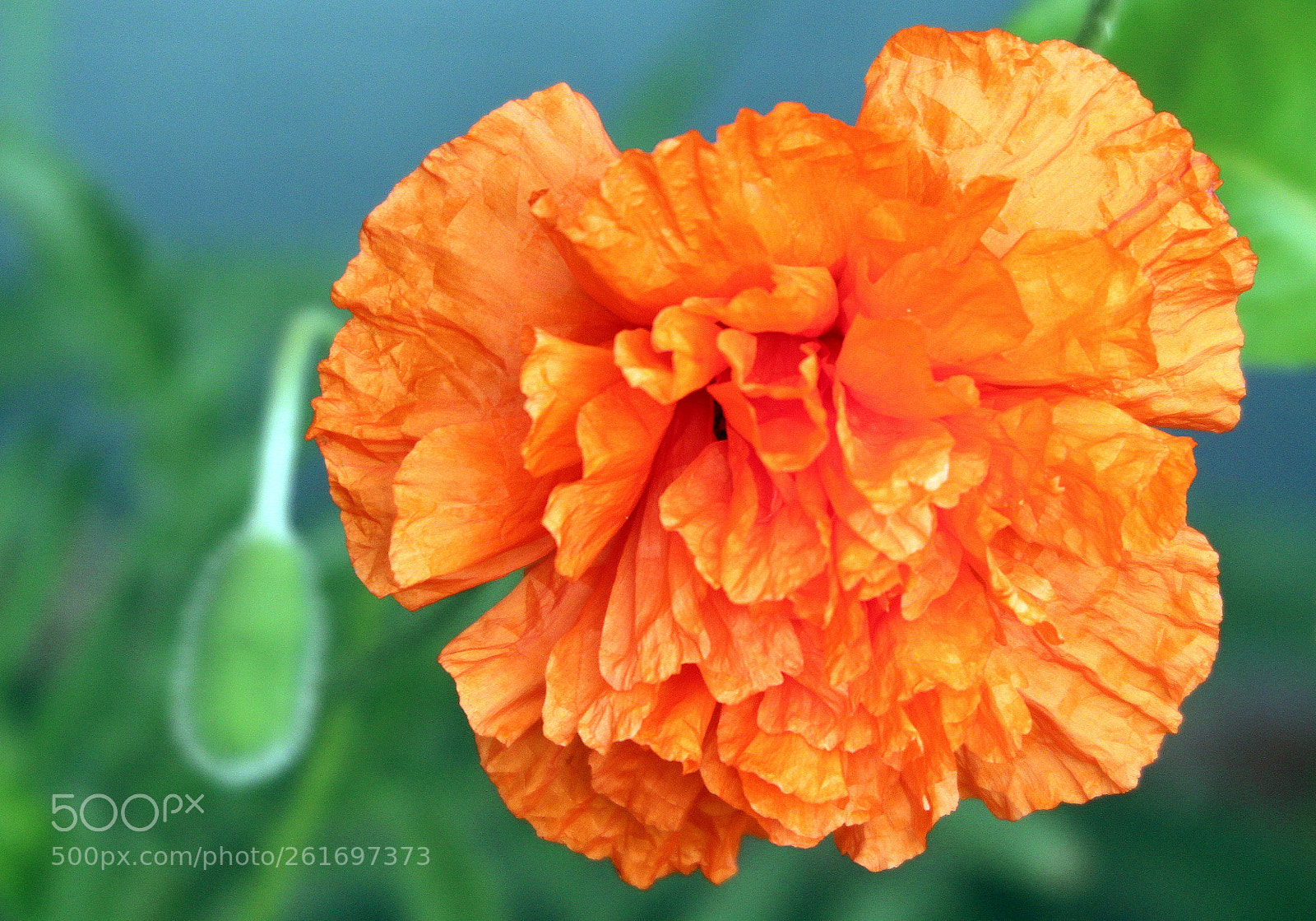 Canon EOS 700D (EOS Rebel T5i / EOS Kiss X7i) sample photo. Poppy in the east photography