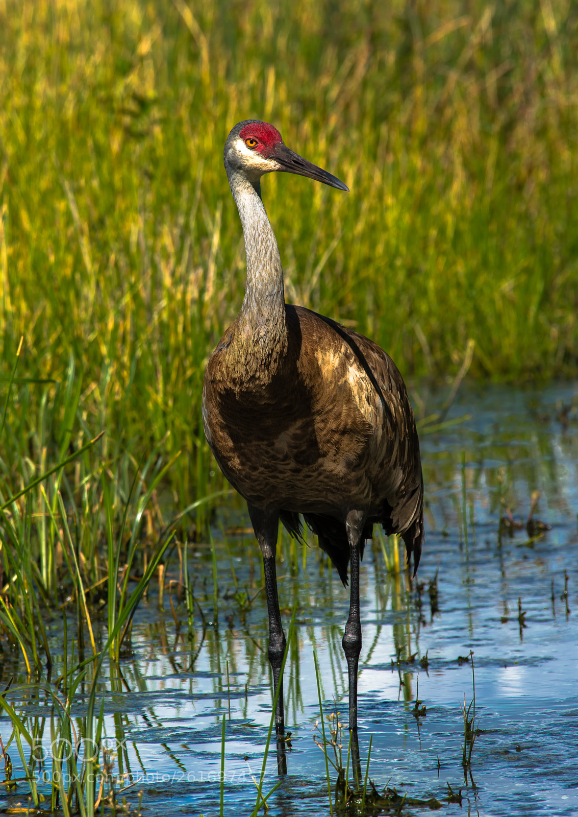 Nikon D7200 sample photo. Red hed photography
