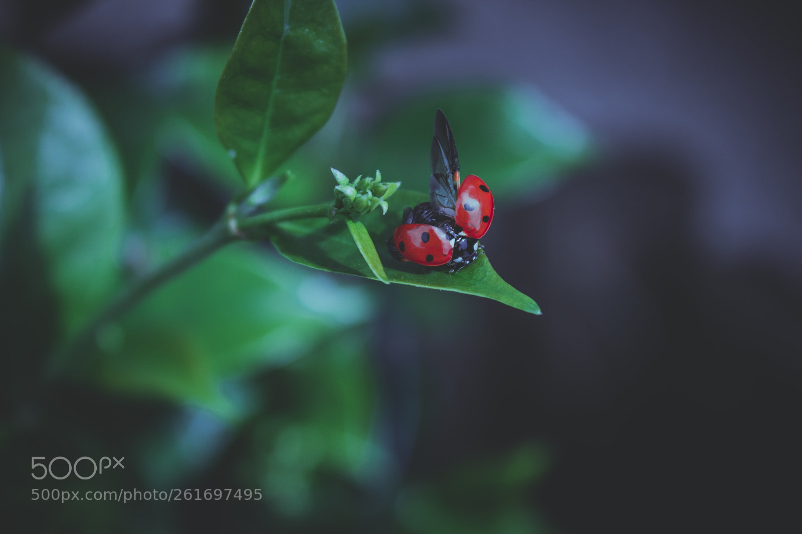 Canon EOS 1300D (EOS Rebel T6 / EOS Kiss X80) sample photo. Ladybird take off photography