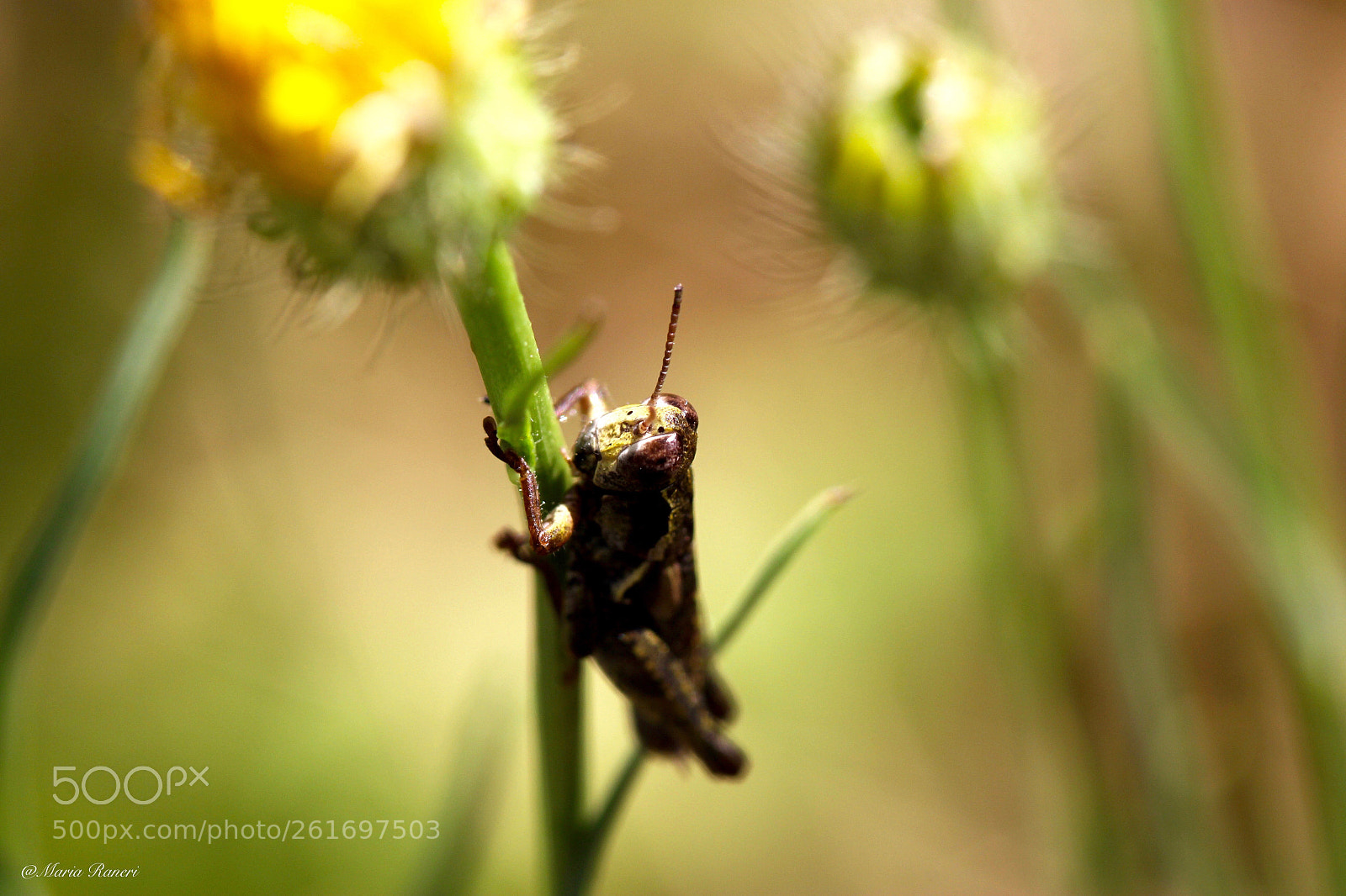 Canon EOS 60D sample photo. Un grillo ed il photography