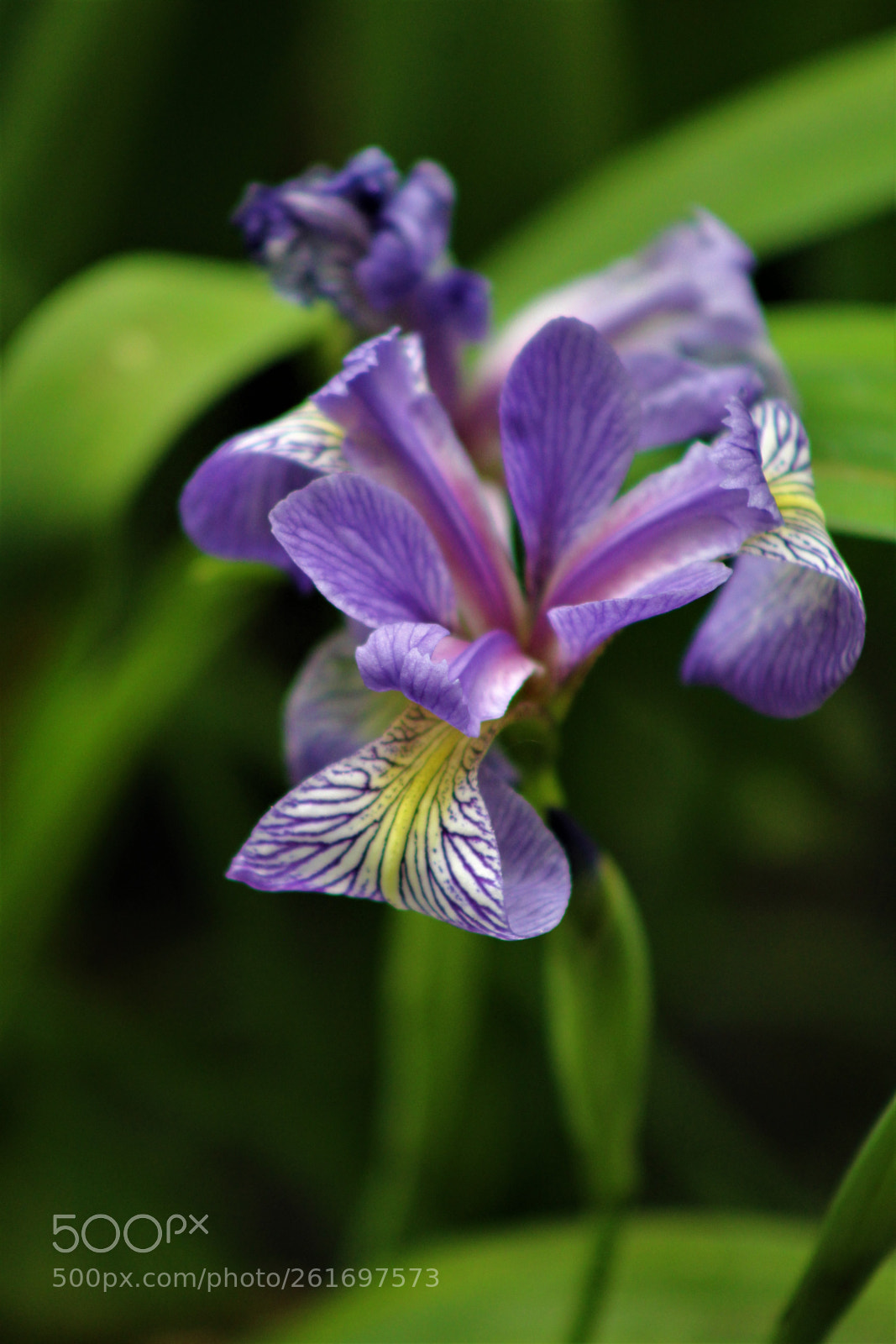 Canon EOS 1200D (EOS Rebel T5 / EOS Kiss X70 / EOS Hi) sample photo. Purple iris photography