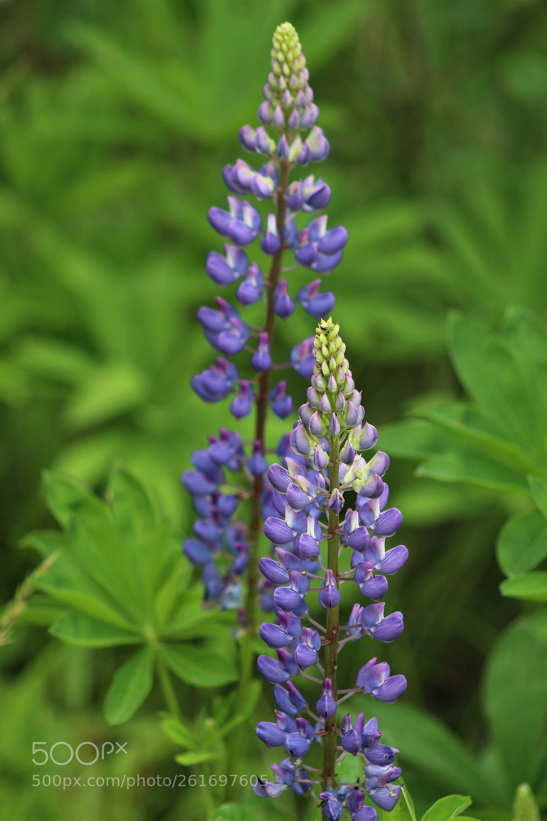 Canon EOS 1200D (EOS Rebel T5 / EOS Kiss X70 / EOS Hi) sample photo. Purple twins photography
