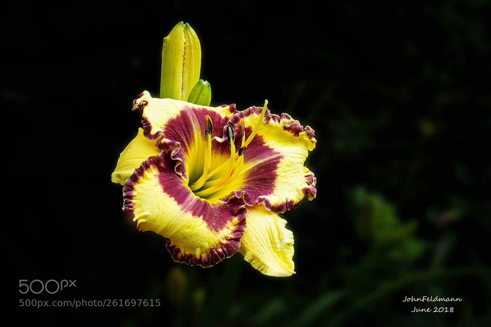 Canon EOS 70D sample photo. Purple throat photography